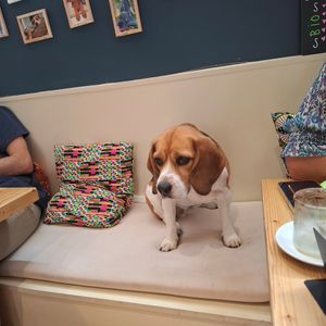 Oia, la star du Canithé, fidèle au poste 🐶👑 at Le Canithé in Toulouse