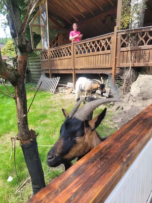  at Lebenshof MutimBauch in Ottenhoefen Im Schwarzwald