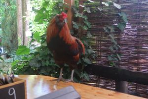 Nur so gehören Hühnchen auf den Tisch at Lebenshof MutimBauch in Ottenhoefen Im Schwarzwald