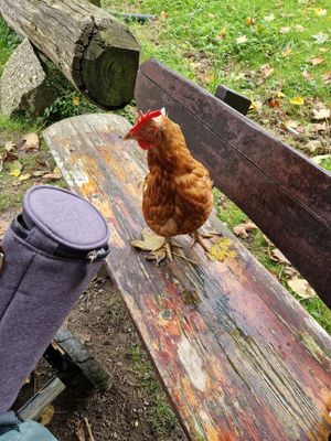  at Lebenshof MutimBauch in Ottenhoefen Im Schwarzwald