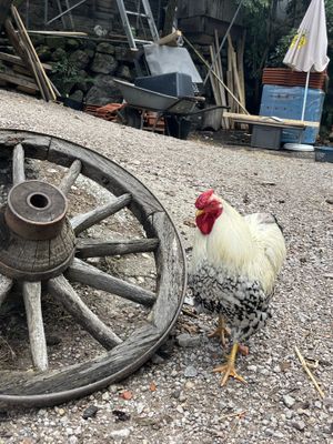 Hahn 🐓   at Lebenshof MutimBauch in Ottenhoefen Im Schwarzwald