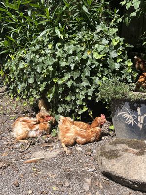 Sehr entspannte Hennen 🤍  at Lebenshof MutimBauch in Ottenhoefen Im Schwarzwald