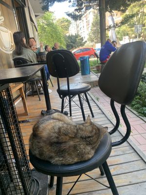 Cat company   at Coffee Charlie in Istanbul