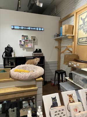 shop cat!  at MooShoes in New York City