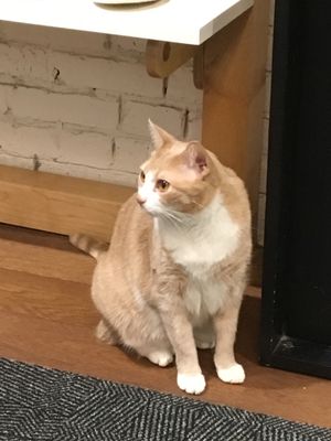 The Assistant at MooShoes in New York City