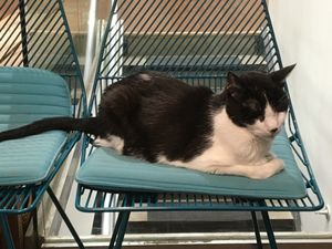 The Boss at MooShoes in New York City