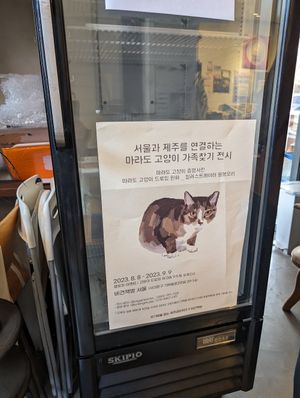 Stray cat art exhibition at Vegan Books - 비건책방 서울  in Seoul