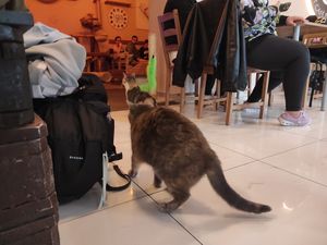 Inside at Cat Café in Budapest