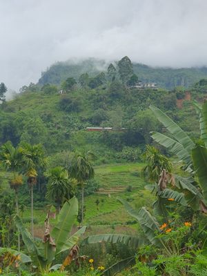 View at Bees Honey Cookery & Restaurant in Ella