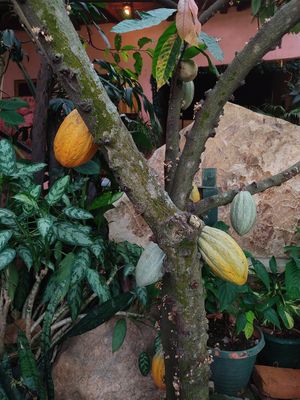 Cacao tree in the cafe at The Tea & Chocolate Place in Copan Ruinas