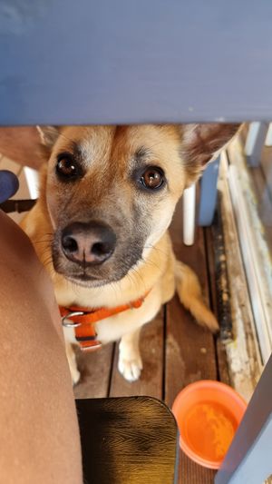 Cacau🐕 at La Sonrisa Beach Club in Isla Canela