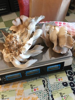 Lions main from local vendor in the Shimmy Shack today.  at Shimmy Shack in Plymouth