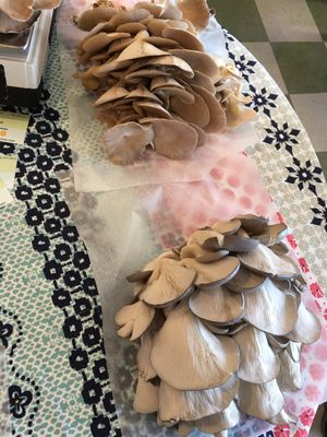Oyster mushrooms  at Shimmy Shack in Plymouth