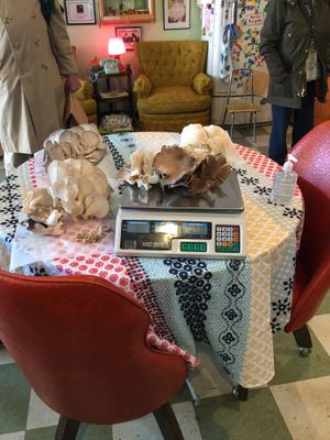 Local mushroom vendor at Shimmy Shack in Plymouth