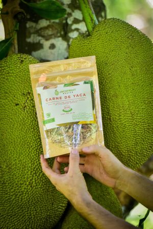 Dried green jackfruit at Jackfruit Mexico Farm in Chiquila