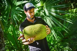 Jackfruit harvested at Jackfruit Mexico Farm in Chiquila