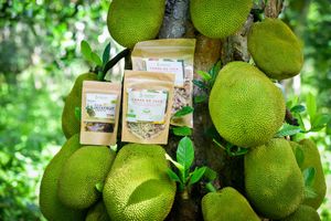 Jackfruit tree with products at Jackfruit Mexico Farm in Chiquila