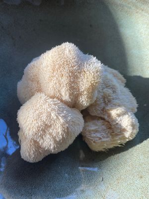 Pom pom blanc - pruikzwam - lions mane. at De Graanhalm in Kalmthout