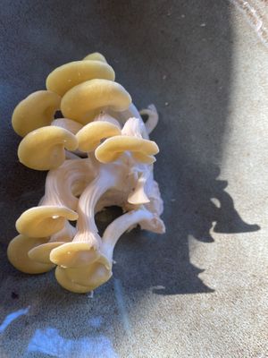 Gele oesterzwam. at De Graanhalm in Kalmthout