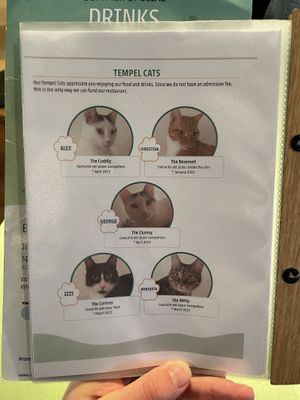   at Katzentempel - Trier  in Trier