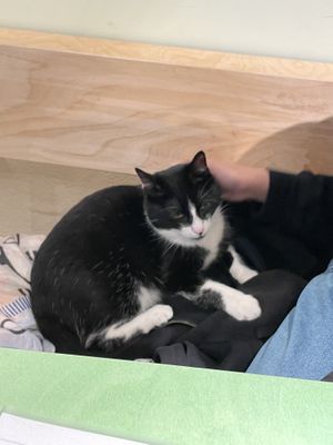   at Katzentempel - Trier  in Trier