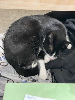   at Katzentempel - Trier  in Trier