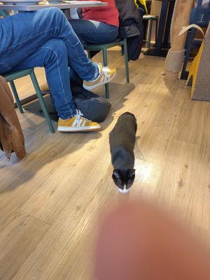 Cats 😍 at Katzentempel - Trier  in Trier