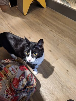  at Katzentempel - Trier  in Trier