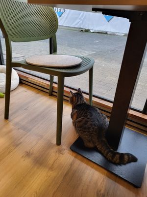  at Katzentempel - Trier  in Trier