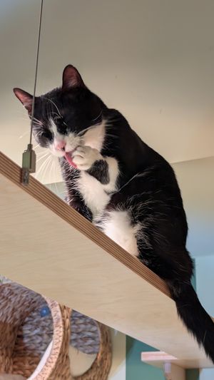  at Katzentempel - Trier  in Trier