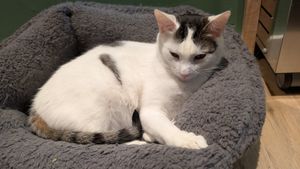  at Katzentempel - Trier  in Trier