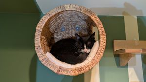  at Katzentempel - Trier  in Trier