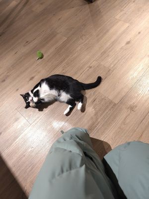  at Katzentempel - Trier  in Trier