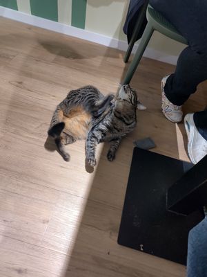  at Katzentempel - Trier  in Trier