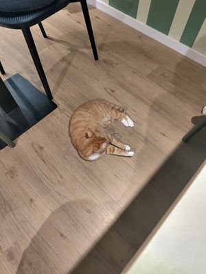  at Katzentempel - Trier  in Trier