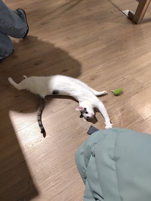  at Katzentempel - Trier  in Trier