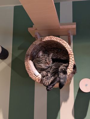 One of the lovely cats 💚 at Katzentempel - Trier  in Trier