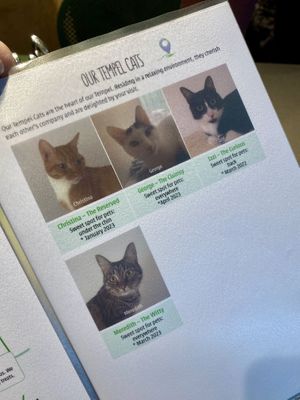 The cats  at Katzentempel - Trier  in Trier