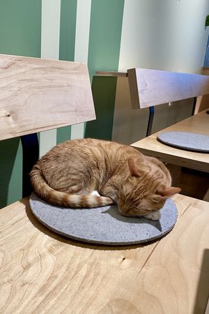 Christina   at Katzentempel - Trier  in Trier