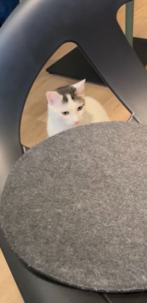  at Katzentempel - Trier  in Trier