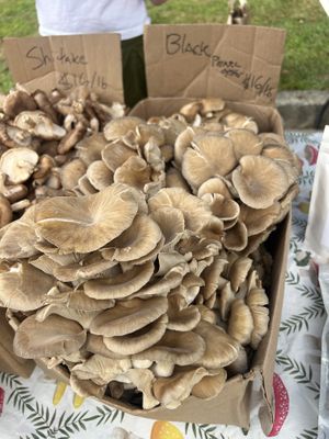 Mushrooms   at Portsmouth Farmers' Market in Portsmouth