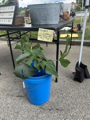Monstera cuttings   at Portsmouth Farmers' Market in Portsmouth