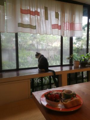 Resident cat in the tatami room at Time 1939 - 時光 in Hualien