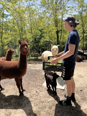   at Agriturismo Vita da Pacos bioparco sociale merenderia ludoteca in Fano