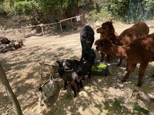   at Agriturismo Vita da Pacos bioparco sociale merenderia ludoteca in Fano