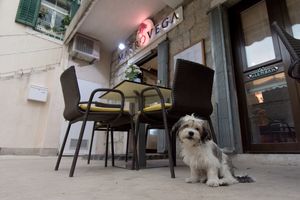 We are pet friendly at Makro Vega in Split