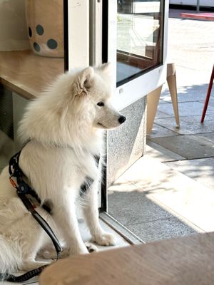 dog friendly :) at Home Taste Jia in Kiel