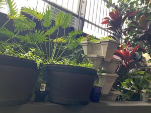 Cute green space   at Archie AM PM in Carseldine