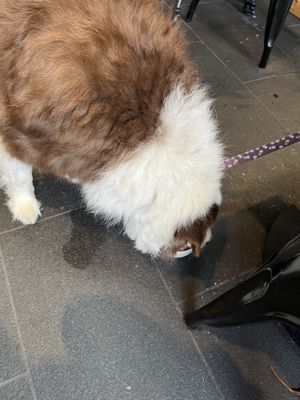 Puppachinno   at Archie AM PM in Carseldine