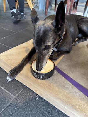 Dog friendly vegan pupacino   at Archie AM PM in Carseldine